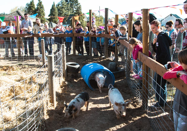pig-races-1